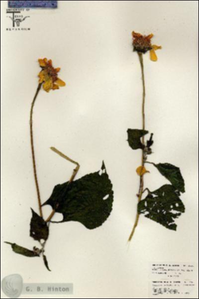 URN_catalog_HBHinton_herbarium_26460.jpg.jpg