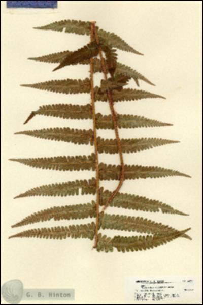 URN_catalog_HBHinton_herbarium_22097.jpg.jpg