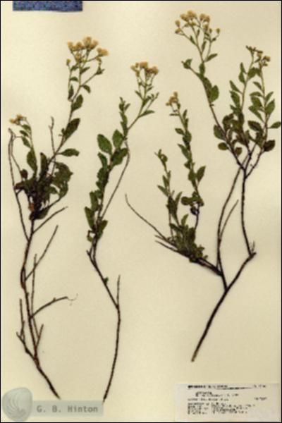 URN_catalog_HBHinton_herbarium_21567.jpg.jpg