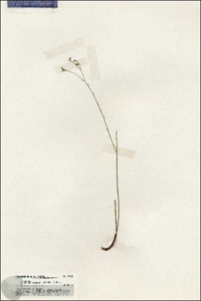 URN_catalog_HBHinton_herbarium_19692.jpg.jpg
