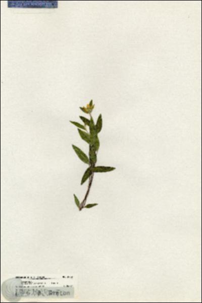 URN_catalog_HBHinton_herbarium_20439.jpg.jpg