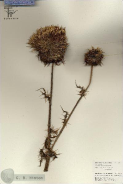 URN_catalog_HBHinton_herbarium_26076.jpg.jpg