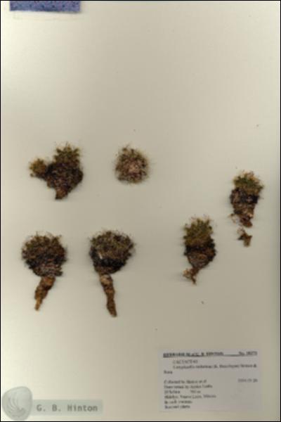 URN_catalog_HBHinton_herbarium_28273.jpg.jpg