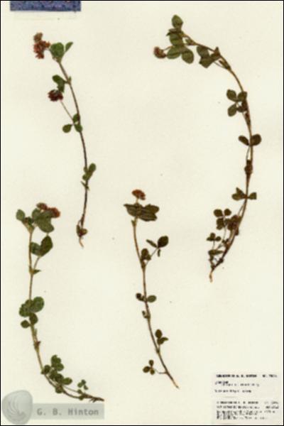 URN_catalog_HBHinton_herbarium_23096.jpg.jpg