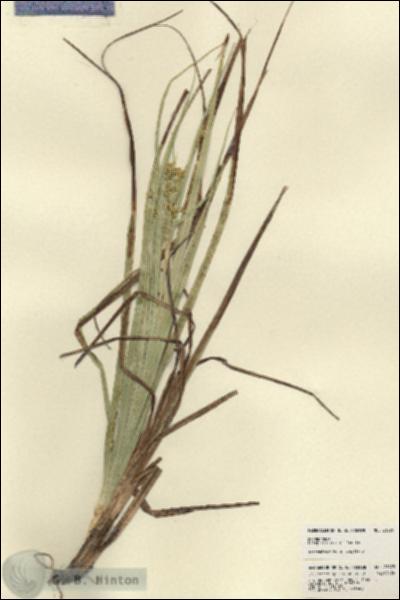 URN_catalog_HBHinton_herbarium_21875.jpg.jpg
