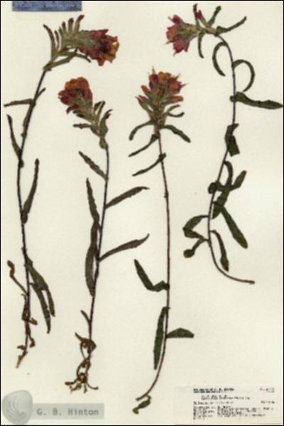 URN_catalog_HBHinton_herbarium_21758.jpg.jpg