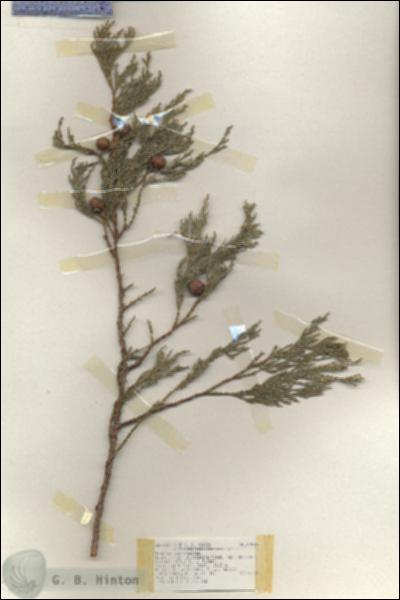 URN_catalog_HBHinton_herbarium_17816.jpg.jpg