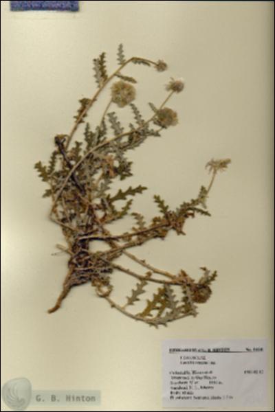 URN_catalog_HBHinton_herbarium_19341.jpg.jpg