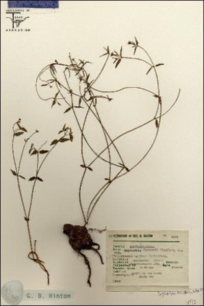 URN_catalog_HBHinton_herbarium_6092.jpg.jpg