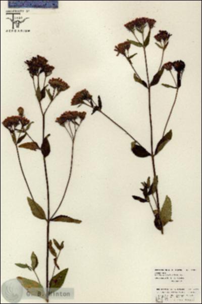 URN_catalog_HBHinton_herbarium_26078.jpg.jpg