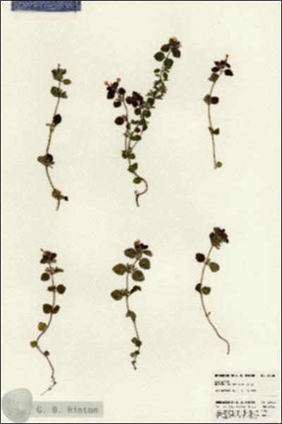 URN_catalog_HBHinton_herbarium_23068.jpg.jpg