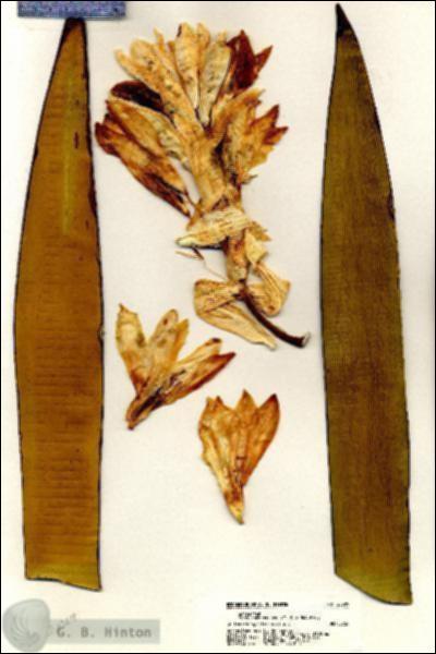URN_catalog_HBHinton_herbarium_20309.jpg.jpg