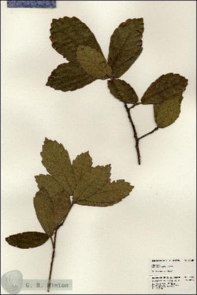 URN_catalog_HBHinton_herbarium_24588.jpg.jpg