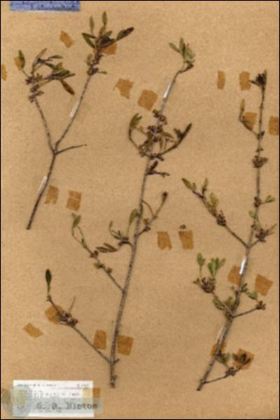 URN_catalog_HBHinton_herbarium_18689.jpg.jpg