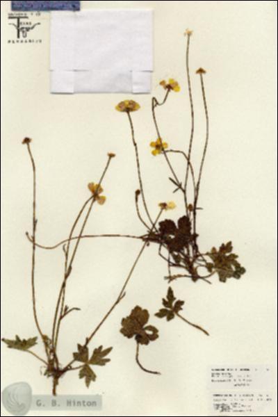 URN_catalog_HBHinton_herbarium_26150.jpg.jpg
