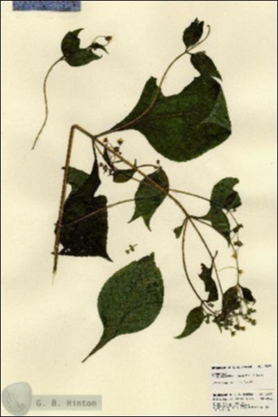 URN_catalog_HBHinton_herbarium_23476.jpg.jpg
