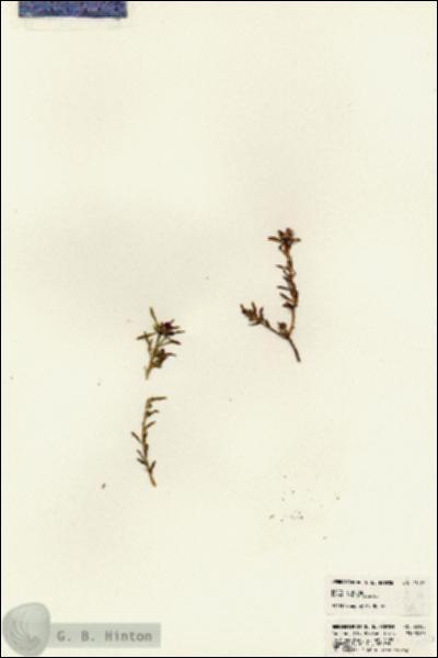 URN_catalog_HBHinton_herbarium_23165.jpg.jpg