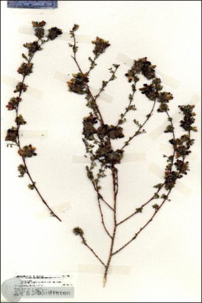 URN_catalog_HBHinton_herbarium_18383.jpg.jpg