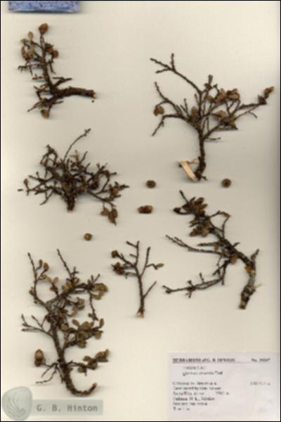 URN_catalog_HBHinton_herbarium_19297.jpg.jpg