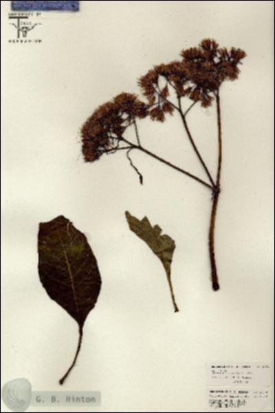 URN_catalog_HBHinton_herbarium_26570.jpg.jpg