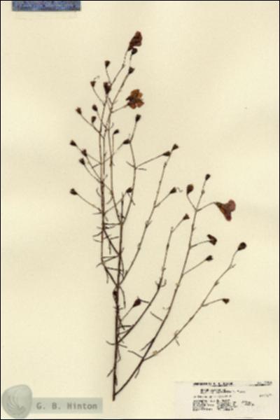 URN_catalog_HBHinton_herbarium_21501.jpg.jpg