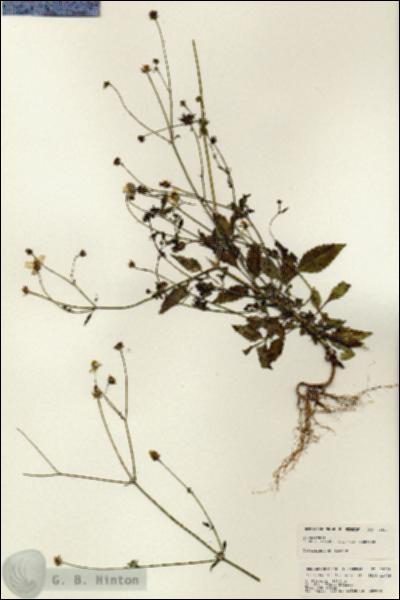 URN_catalog_HBHinton_herbarium_25028.jpg.jpg