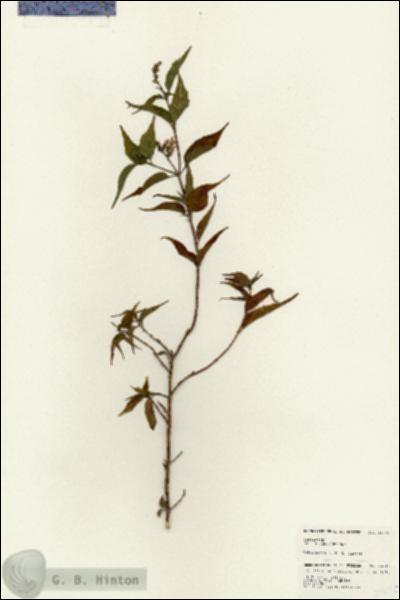 URN_catalog_HBHinton_herbarium_24645.jpg.jpg