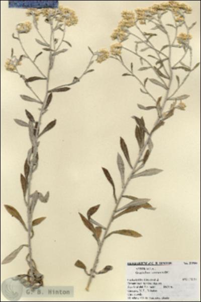 URN_catalog_HBHinton_herbarium_21510.jpg.jpg