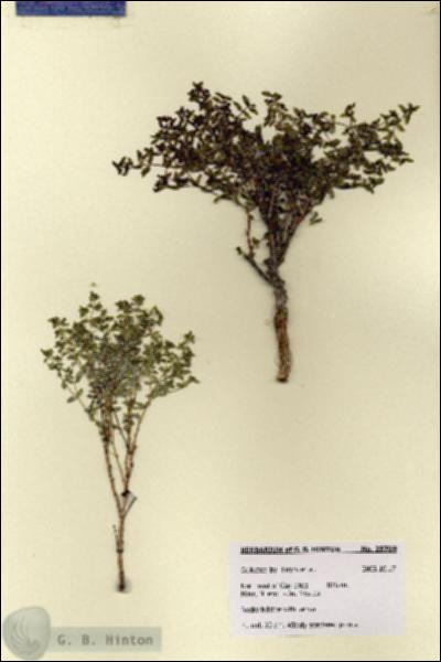 URN_catalog_HBHinton_herbarium_28769.jpg.jpg
