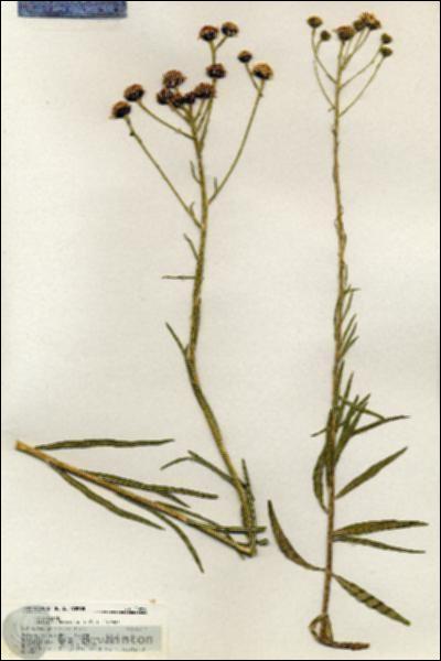 URN_catalog_HBHinton_herbarium_20850.jpg.jpg