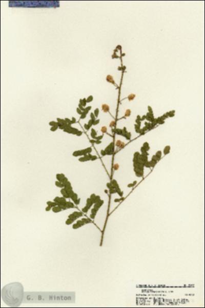 URN_catalog_HBHinton_herbarium_21157.jpg.jpg