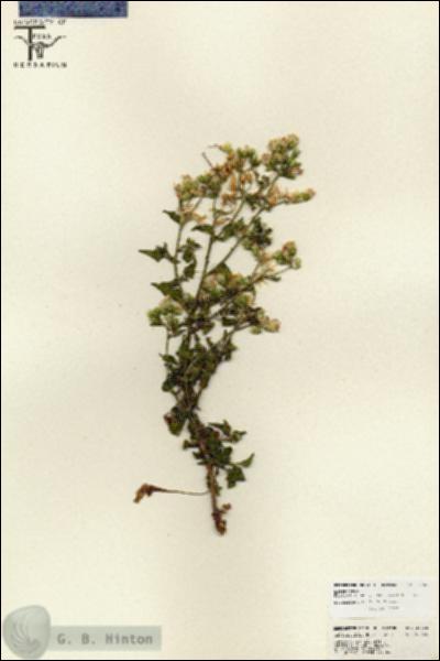 URN_catalog_HBHinton_herbarium_25788.jpg.jpg