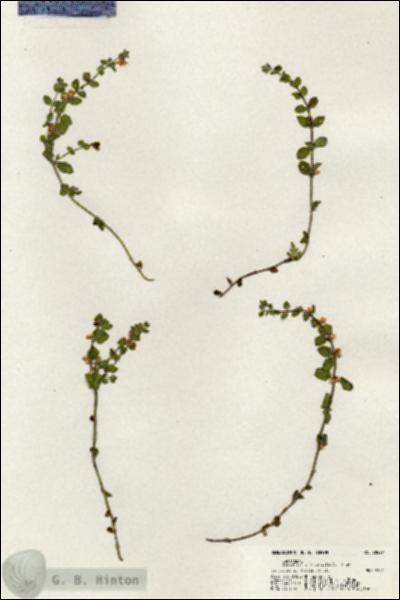 URN_catalog_HBHinton_herbarium_20527.jpg.jpg