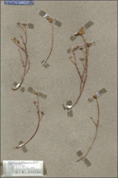 URN_catalog_HBHinton_herbarium_18322.jpg.jpg