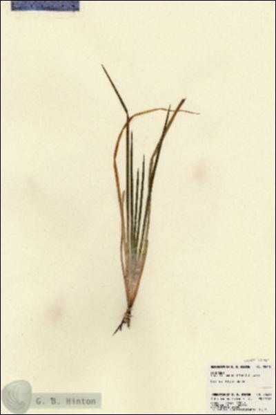 URN_catalog_HBHinton_herbarium_22610.jpg.jpg