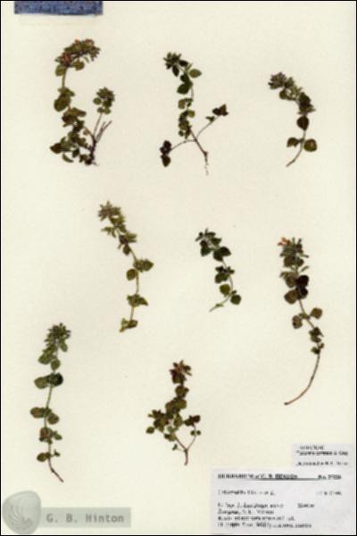 URN_catalog_HBHinton_herbarium_27228.jpg.jpg