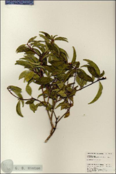 URN_catalog_HBHinton_herbarium_24955.jpg.jpg