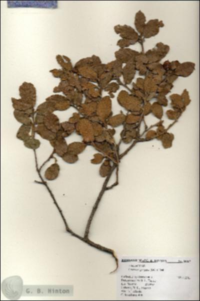 URN_catalog_HBHinton_herbarium_18367.jpg.jpg
