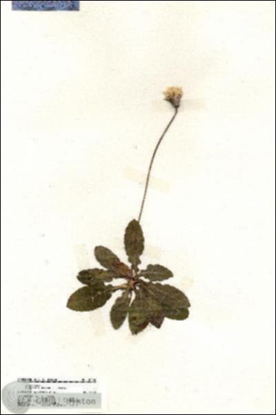 URN_catalog_HBHinton_herbarium_20032.jpg.jpg