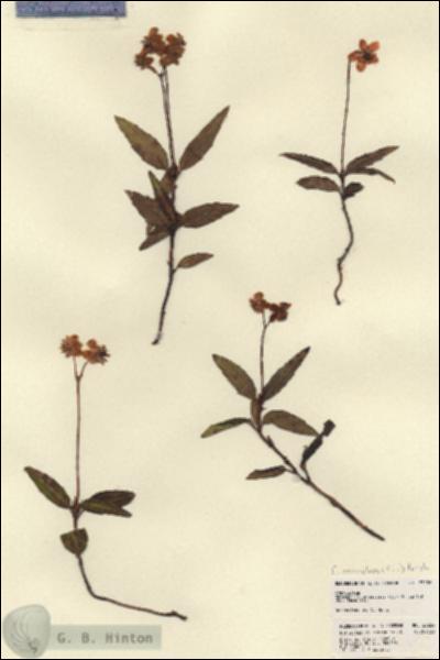 URN_catalog_HBHinton_herbarium_23236.jpg.jpg