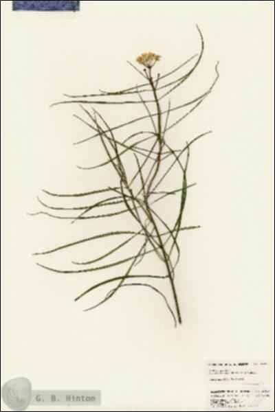 URN_catalog_HBHinton_herbarium_24829.jpg.jpg