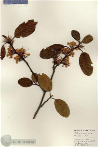 URN_catalog_HBHinton_herbarium_25185.jpg.jpg