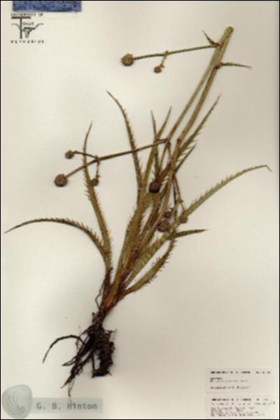 URN_catalog_HBHinton_herbarium_25403.jpg.jpg