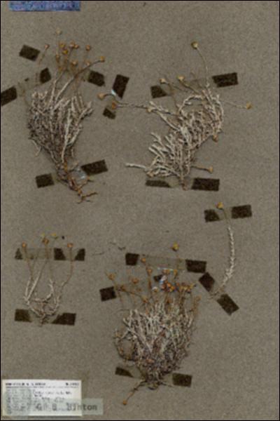 URN_catalog_HBHinton_herbarium_19310.jpg.jpg