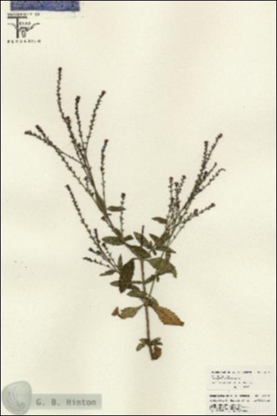 URN_catalog_HBHinton_herbarium_26017.jpg.jpg