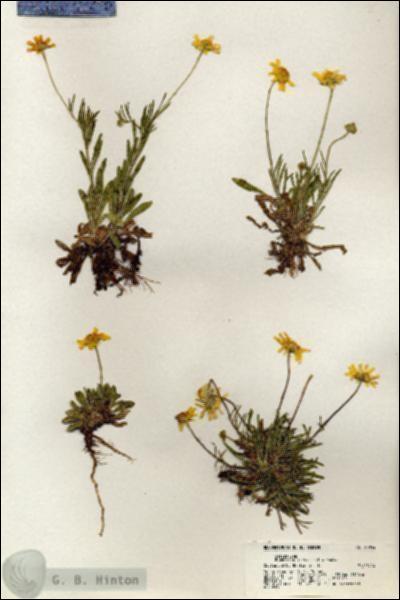 URN_catalog_HBHinton_herbarium_20954.jpg.jpg