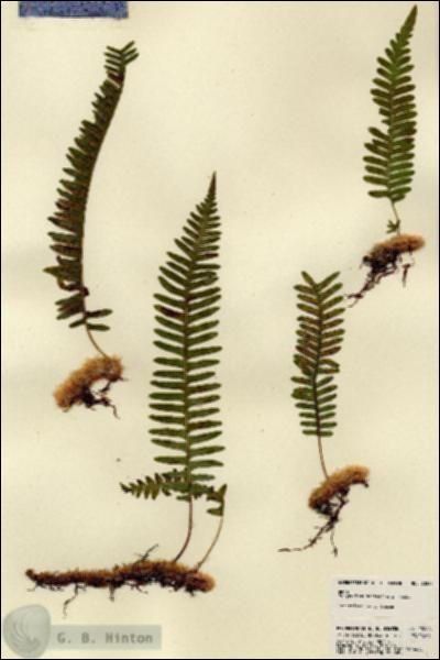 URN_catalog_HBHinton_herbarium_23268.jpg.jpg