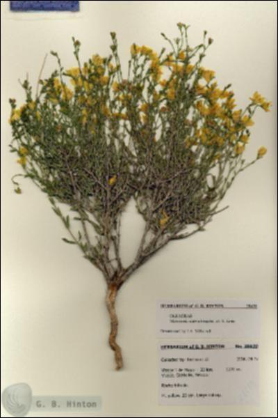 URN_catalog_HBHinton_herbarium_28439.jpg.jpg
