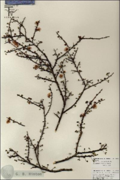 URN_catalog_HBHinton_herbarium_25826.jpg.jpg