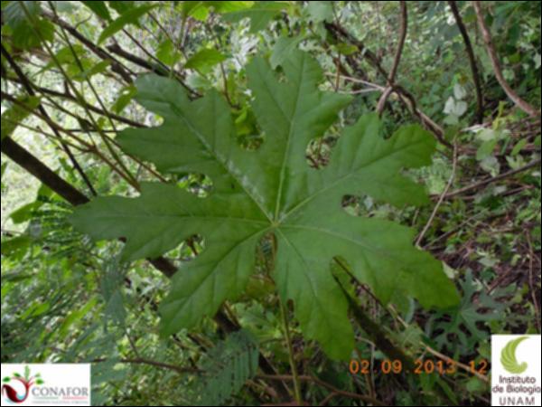 70676_S2_HJ1_20130902_003_001.jpg.jpg